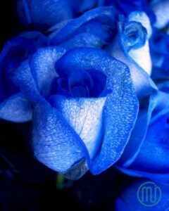 Hình nền hoa Hồng xanh đẹp_Rose 1