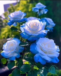 Hình nền hoa Hồng xanh đẹp_Rose 2