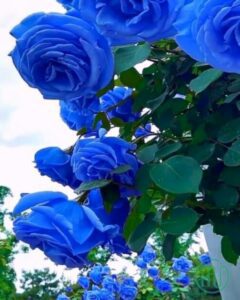 Hình nền hoa Hồng xanh đẹp_Rose 3