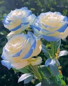 Hình nền hoa Hồng xanh đẹp_Rose 5