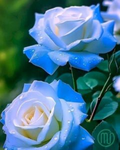 Hình nền hoa Hồng xanh đẹp_Rose 6