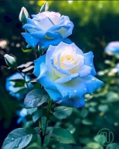 Hình nền hoa Hồng xanh đẹp_Rose 7