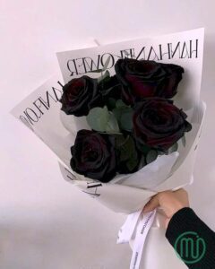 Hoa Hồng Đen_Black Rose 1