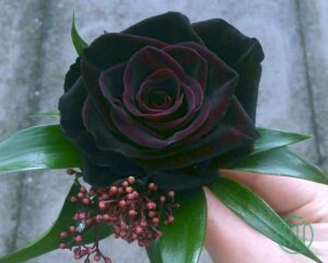 Hoa Hồng Đen_Black Rose 2