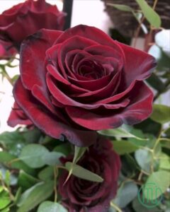 Hoa Hồng Nhung_Rose 3