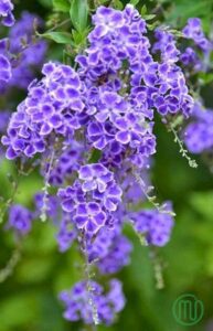 Ý Nghĩa Hoa Chuổi Ngọc_Purple Sky Flower 01_Miogarden