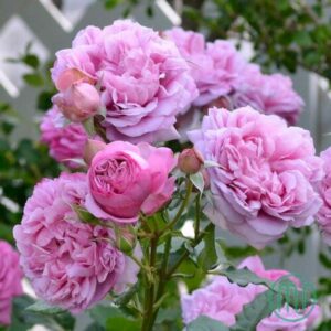 Ý Nghĩa Hoa Hồng Leo Pháp_Pompadour Rose _Miogarden