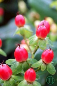 Ý Nghĩa Hoa Mắt Ngọc_Pink Hypericum Berries 01_Miogarden