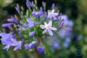 Ý Nghĩa Hoa Thanh Anh _Agapanthus Africanus 2_Miogarden