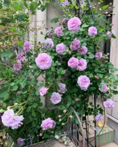 Trồng hoa hồng bằng cành_rose 14_miogarden