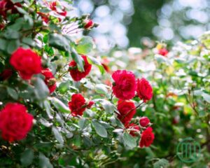 hoa hồng đỏ_rose 153_miogarden