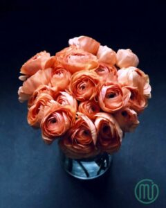 Ý nghĩa hoa hồng cam_rose 89_miogarden