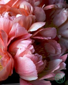 đặc điểm của hoa mẫu đơn paeonia101_miogarden