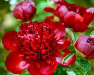 hoa mẫu đơn đỏ paeonia16_miogarden