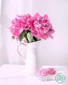 hoa mẫu đơn hồng paeonia26_miogarden