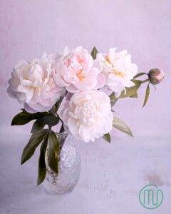 hoa mẫu đơn trắng paeonia30_miogarden