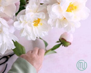 hoa mẫu đơn trắng paeonia31_miogarden