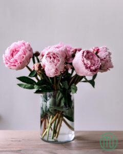 hoa mẫu đơn hồng paeonia38_miogarden