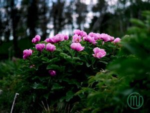 hoa mẫu đơn hồng paeonia48_miogarden