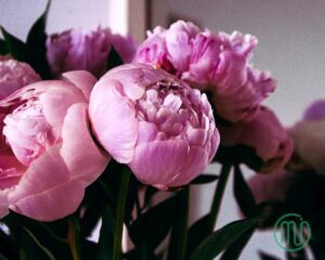 hoa mẫu đơn hồng paeonia57_miogarden