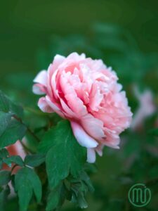 hoa mẫu đơn hồng paeonia61_miogarden