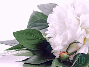 hoa mẫu đơn trắng paeonia66_miogarden