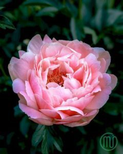 hoa mẫu đơn hồng paeonia6_miogarden