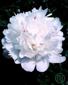 hoa mẫu đơn trắng paeonia71_miogarden