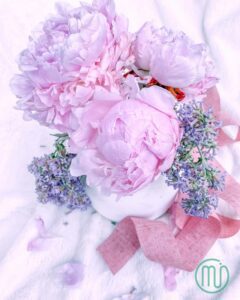 hoa mẫu đơn hồng paeonia82_miogarden