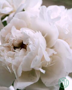 hoa mẫu đơn trắng paeonia98_miogarden