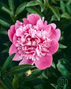 hoa mẫu đơn hồng paeonia99_miogarden