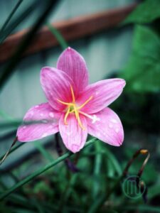 Hoa Huệ Mưa_Zephyranthes Carinata Herb_Miogarden_1