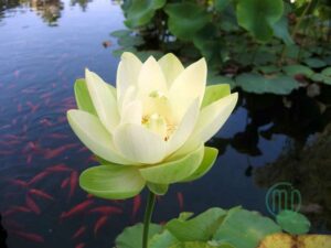 Hoa Sen Xanh-green Lotus 10_Miogarden