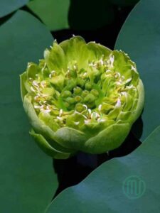 Hoa Sen Xanh-green Lotus 2_Miogarden
