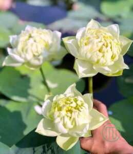 Hoa Sen Xanh-green Lotus 3_Miogarden