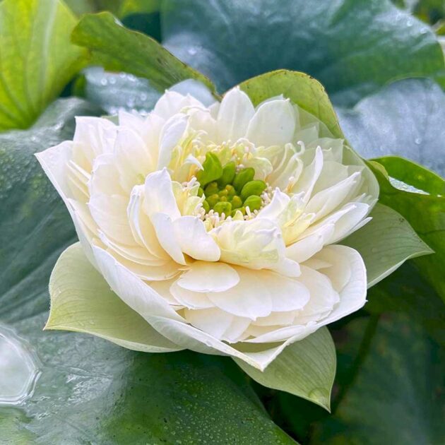 Hoa Sen Xanh-green Lotus 4_Miogarden