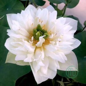 Hoa Sen Xanh-green Lotus 6_Miogarden