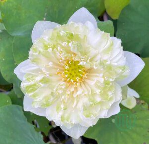 Hoa Sen Xanh-green Lotus_Miogarden