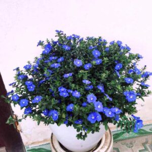 Hoa Thanh Tú-blue Daze 4_Miogarden