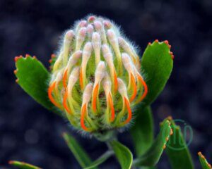 Hoa Thảo Đường San Hô_Orange Pincushion Protea_10_Miogarden