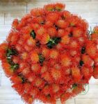Hoa Thảo Đường San Hô_Orange Pincushion Protea_1_Miogarden