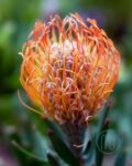 Hoa Thảo Đường San Hô_Orange Pincushion Protea_6_Miogarden