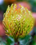 Hoa Thảo Đường San Hô_Orange Pincushion Protea_7_Miogarden