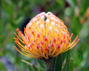 Hoa Thảo Đường San Hô_Orange Pincushion Protea_8_Miogarden
